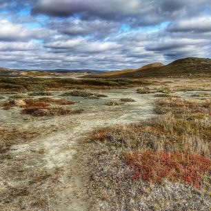 I skromná flóra umí vykouzlit nádherné barevné kombinace