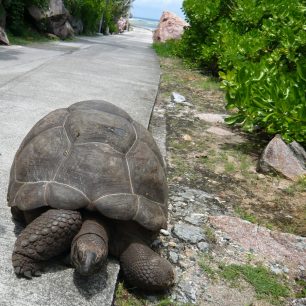 Volně žijící želvy obrovské často blokují silnice