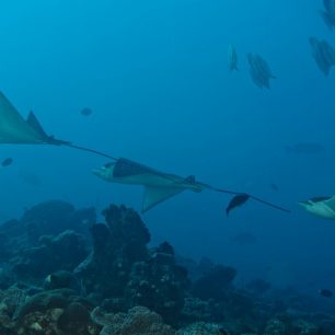 Setkání s mantami může být životním zážitkem jak pro děti, tak i dospělé
