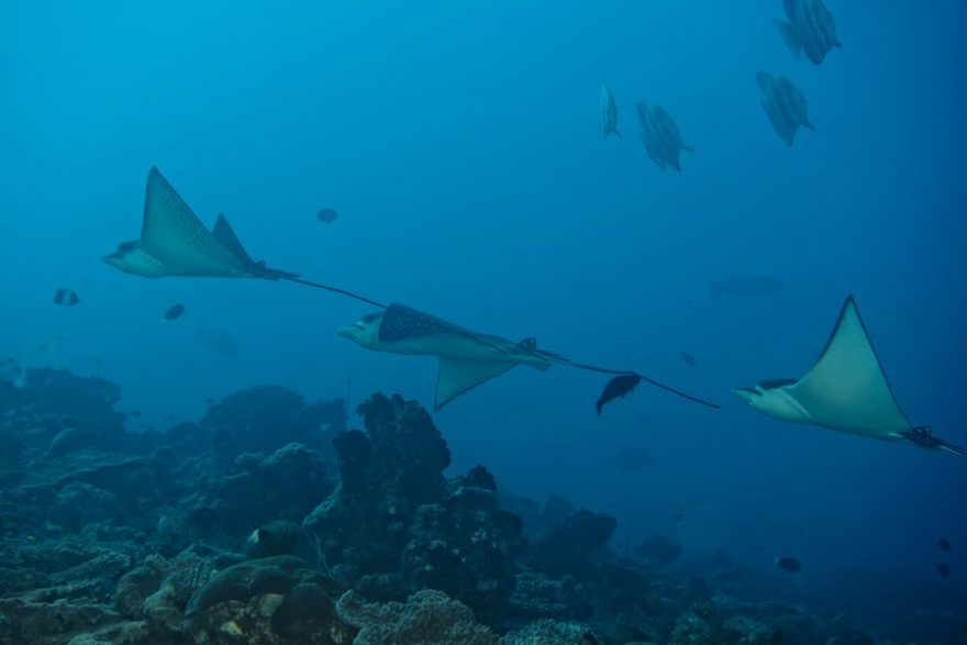 Setkání s mantami může být životním zážitkem jak pro děti, tak i dospělé