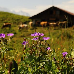 Rozkvetlé alpské pastviny a tradiční dřevěné salaše spatříte při toulkách švýcarskými Alpami na každém kroku