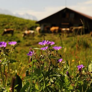 Rozkvetlé alpské pastviny a tradiční dřevěné salaše spatříte při toulkách švýcarskými Alpami na každém kroku