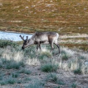 Karibu – severoamerická varianta soba polárního