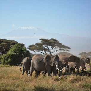 Stádo slonů a zasněžený vrchol Kilimandžára v NP Amboseli