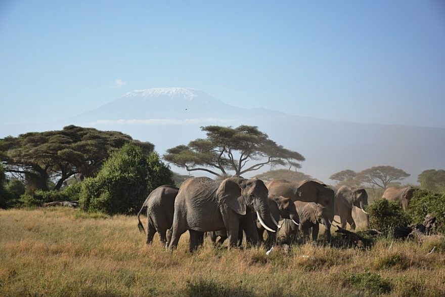 Stádo slonů a zasněžený vrchol Kilimandžára v NP Amboseli