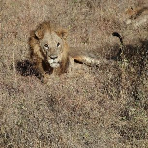 Možnost spatřit lvy nabízí menší národní park Nairobi pár kilometrů od stejnojmenného města