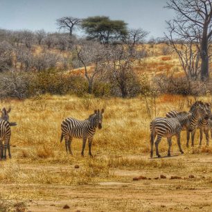 Přestože zebry známe z mnoha ZOO, shledání ve volné přírodě se tomu ani z mála nevyrovná