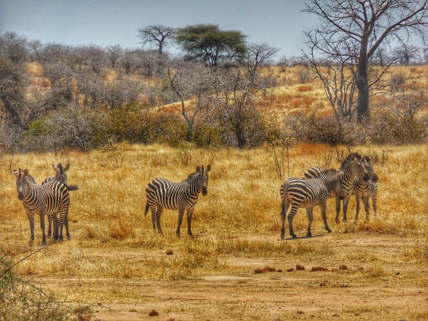 Přestože zebry známe z mnoha ZOO, shledání ve volné přírodě se tomu ani z mála nevyrovná