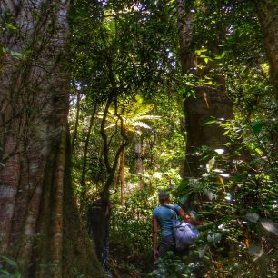 Zelené nebe. Původní lesy pokrývající hory Usambara vás ochrání před slunečními paprsky či deštěm