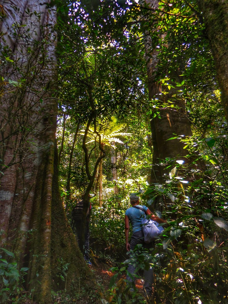 Zelené nebe. Původní lesy pokrývající hory Usambara vás ochrání před slunečními paprsky či deštěm