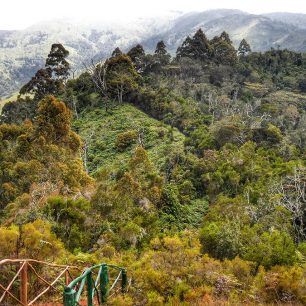 Prales Magamba je chráněnou oblastí. O průchodnost stezek se starají místní obyvatelé díky poplatkům