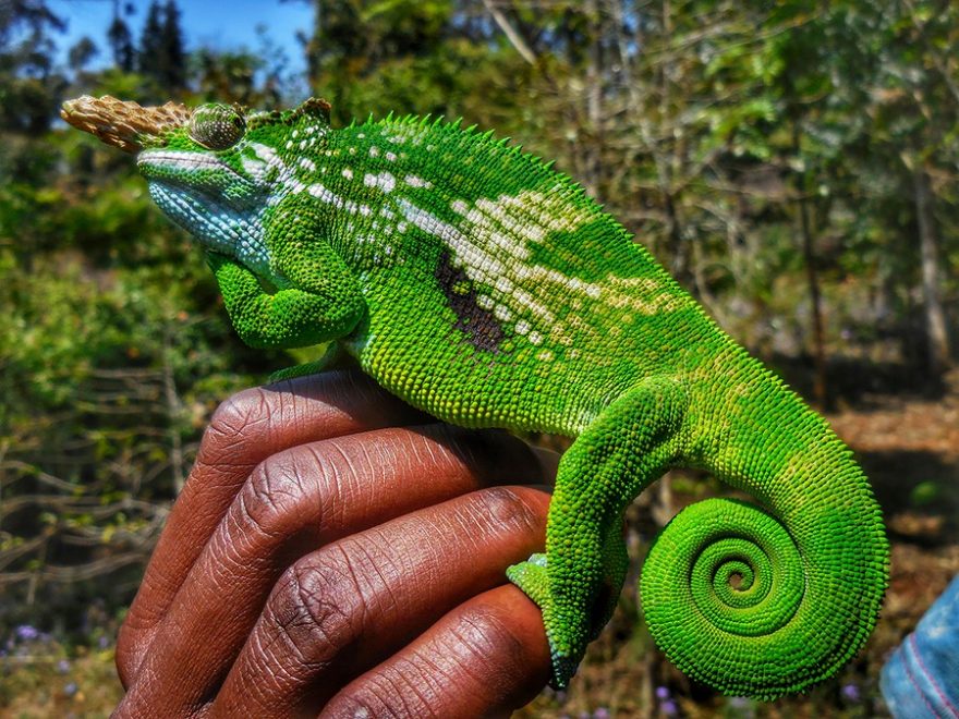 Chameleon, na první pohled nenápadné zvíře, skvěle splývající s okolní přírodou. Na druhý pohled je tak zářivě zelený, že si říkáte, jak to, že jste ho neviděli?