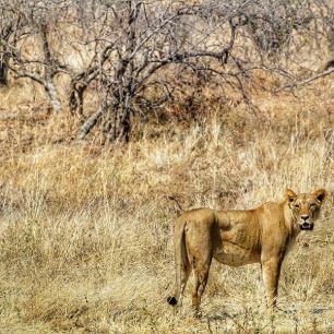 Ranní setkání s lvicí