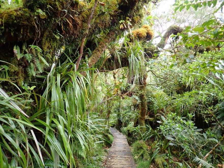 Na výlet do džungle