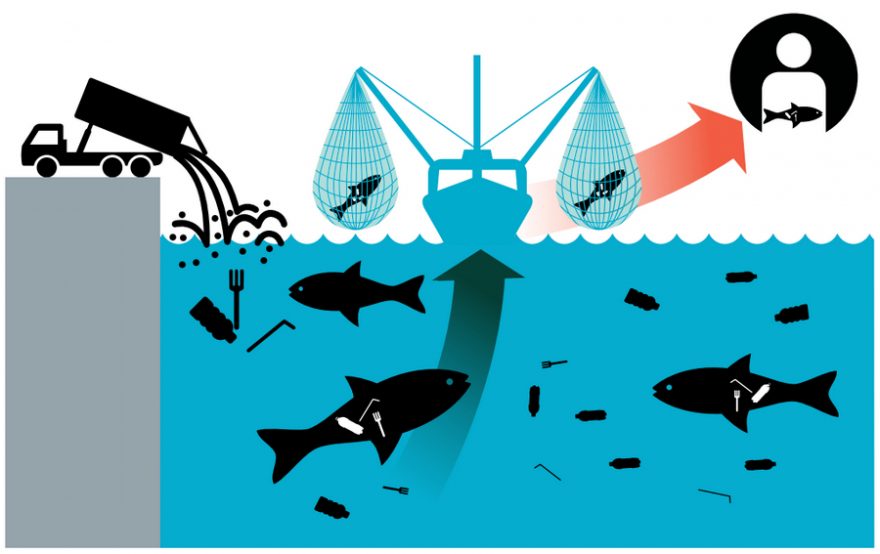 Mikroplasty jsou malé částečky vzniklé působením mechanické eroze, eroze slanou vodou a UV zářením z velkých plastů