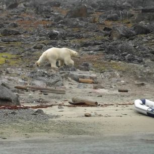 Arktida je domovem ledních medvědů