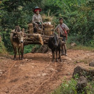 Transport pomocí místních bůvolích povozů je velice důležitý pro místní obyvatele, protože cesty často nejsou vytvořeny pro pohyb automobilů.