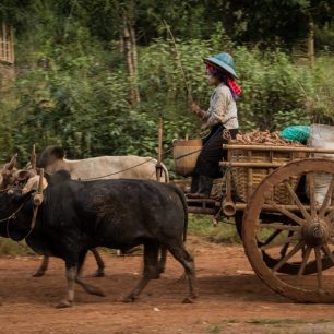 Transport pomocí místních bůvolích povozů je velice důležitý pro místní obyvatele, protože cesty často nejsou vytvořeny pro pohyb automobilů.