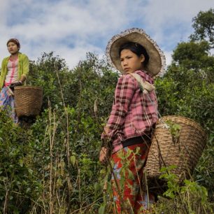 Barmské dívky sbírající čaj z všudepřítomných čajových plantáží.
