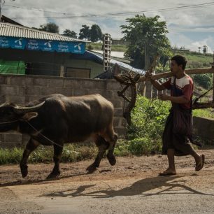 Arni neboli buvol indický je důležitý pomocník při spravování polí.