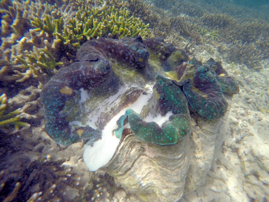 Giant clam sanctuary