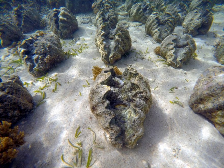 Giant clam sanctuary