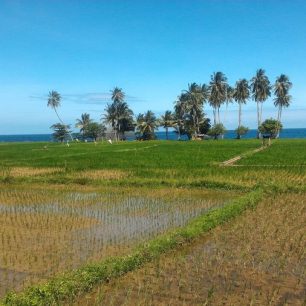 Rýžová políčka na pobřeží