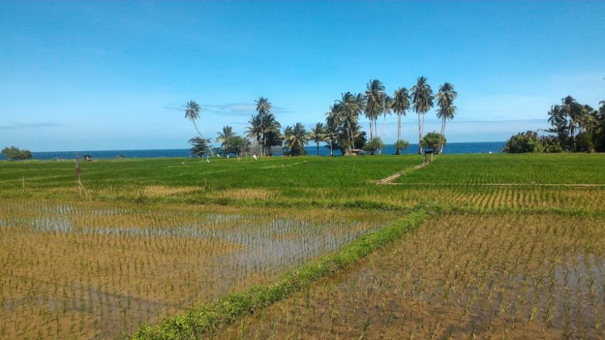 Rýžová políčka na pobřeží