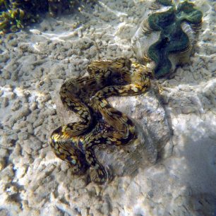Giant clam sanctuary