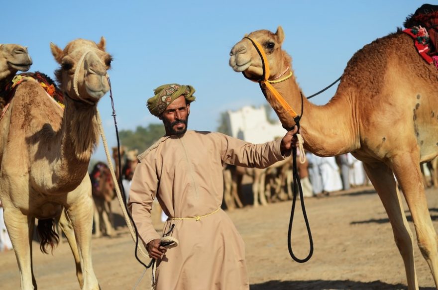 Velbloudí dostihy, které Omán proslavily, patří k tradičním sportům Arábie, v němž se točí velké peníze