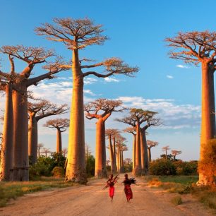 Alej baobabů u Morondavy