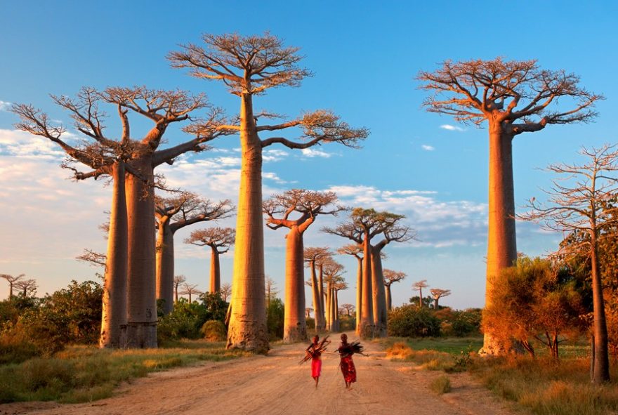 Alej baobabů u Morondavy
