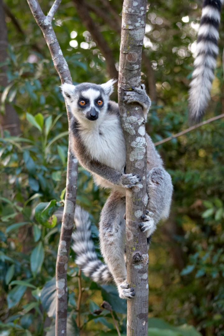 Lemura Kata prozrazuje pruhovaný ocas
