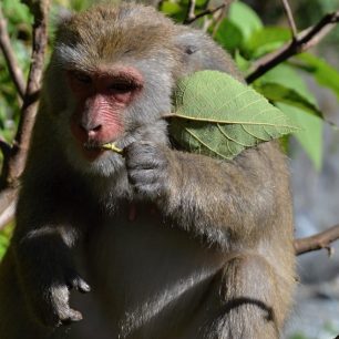 Místní makakové dokáží být pěkně mrštní, pozor na svačinu