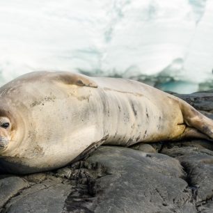 Půltunoví tuleni Weddellovi se člověka nebojí