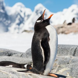 Tučnák oslí zde patří mezi nejběžnější druhy tučňáků