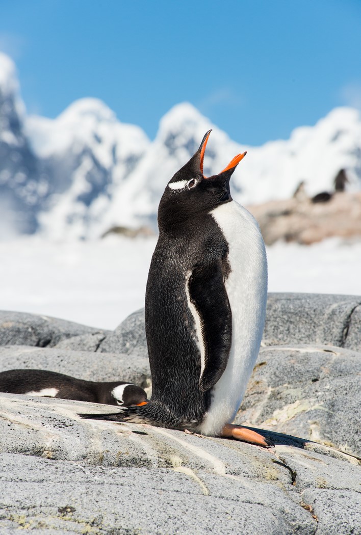 Tučnák oslí zde patří mezi nejběžnější druhy tučňáků