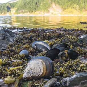 Oblast zálivů Marlborough Sounds