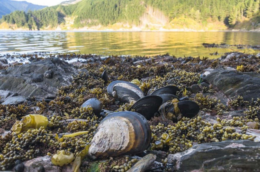 Oblast zálivů Marlborough Sounds