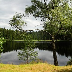 Přímo před lesovnou Žofín leží rybníček, můžete si vyzkoušet chytnout pstruha