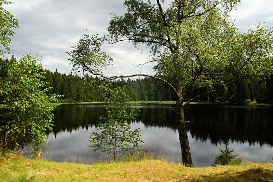 Přímo před lesovnou Žofín leží rybníček, můžete si vyzkoušet chytnout pstruha