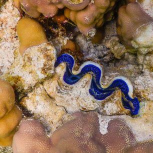 Produkce perel na perlových farmách je pro Polynésii tradiční způsob obživy