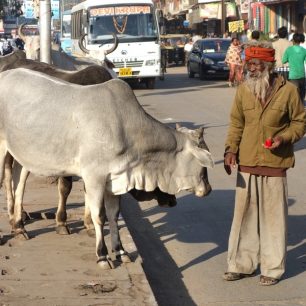 Posvátné krávy - Indie