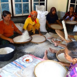 Přebírání rýže Indonésie