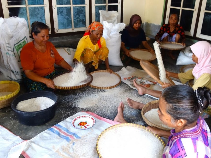 Přebírání rýže Indonésie