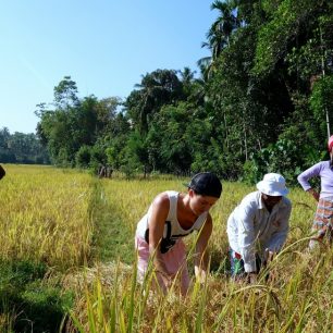 Sklizeň rýže - Srí Lanka