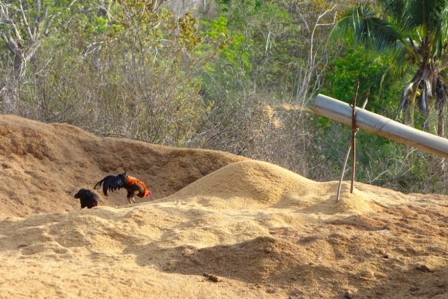 Ve mlýně - Indonésie