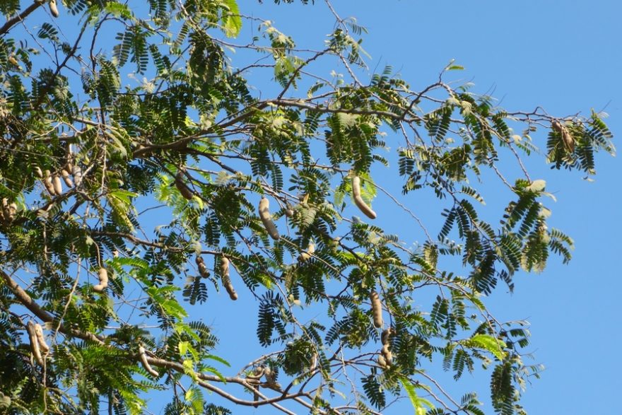 Strom s lusky tamarýnu