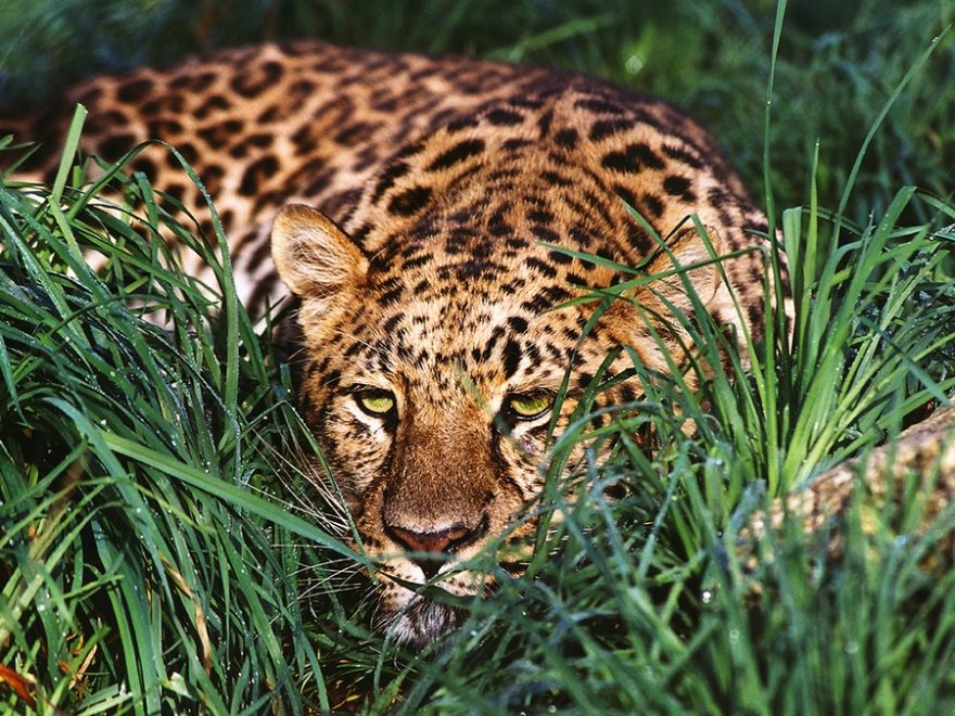 Safaripark Serengeti, Hodenhagen / F: Hodenhagen Serengeti park