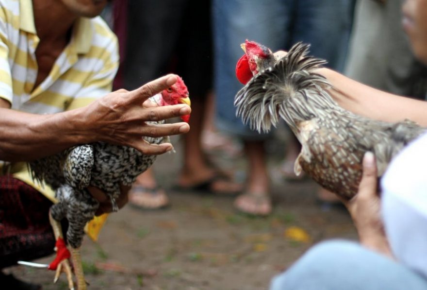 Bojovníci před zápasem